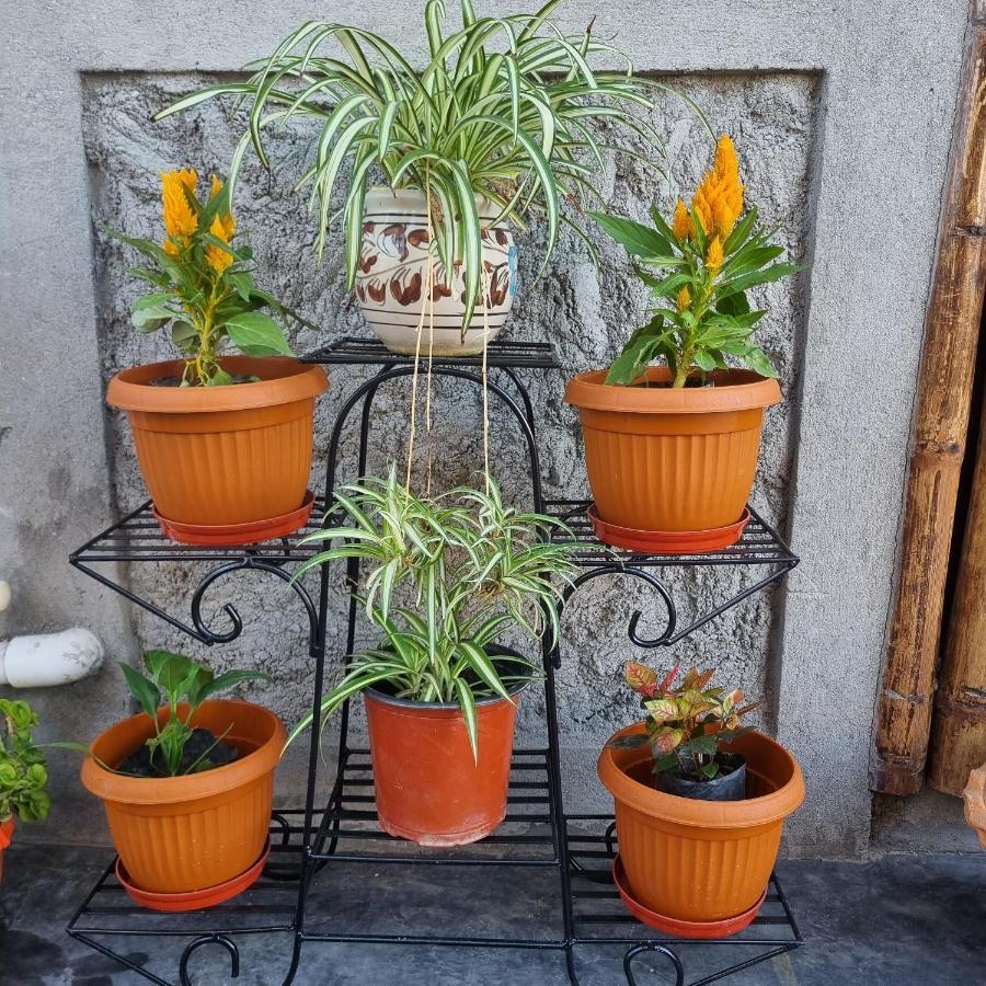 Alohi The Terrace Homestay Tezpur Екстер'єр фото